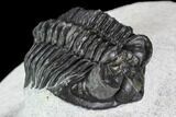 Bargain, Coltraneia Trilobite Fossil - Huge Faceted Eyes #108429-2